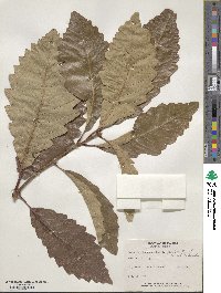 Quercus michauxii image