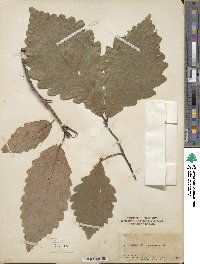 Quercus michauxii image