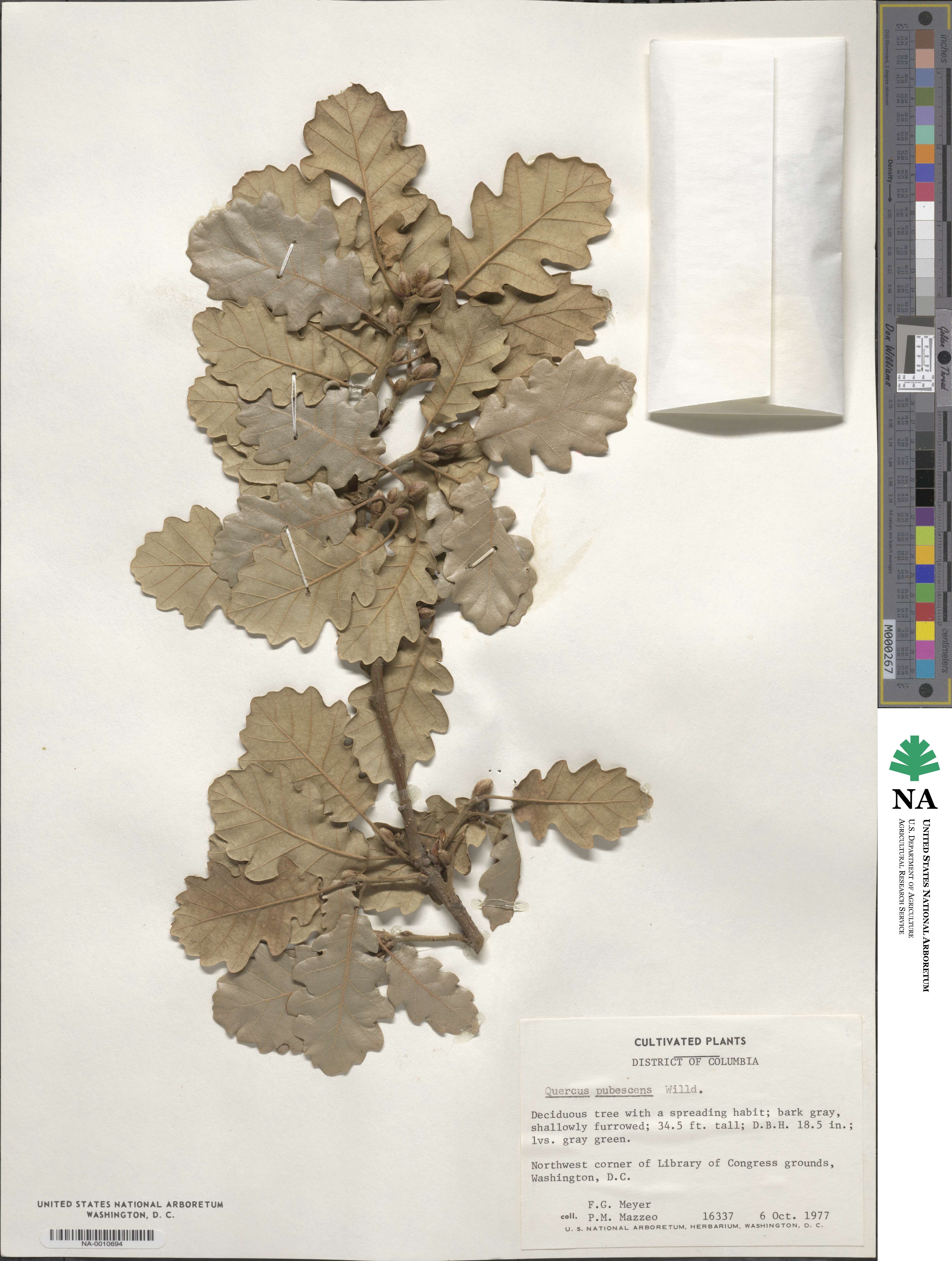 Quercus pubescens image