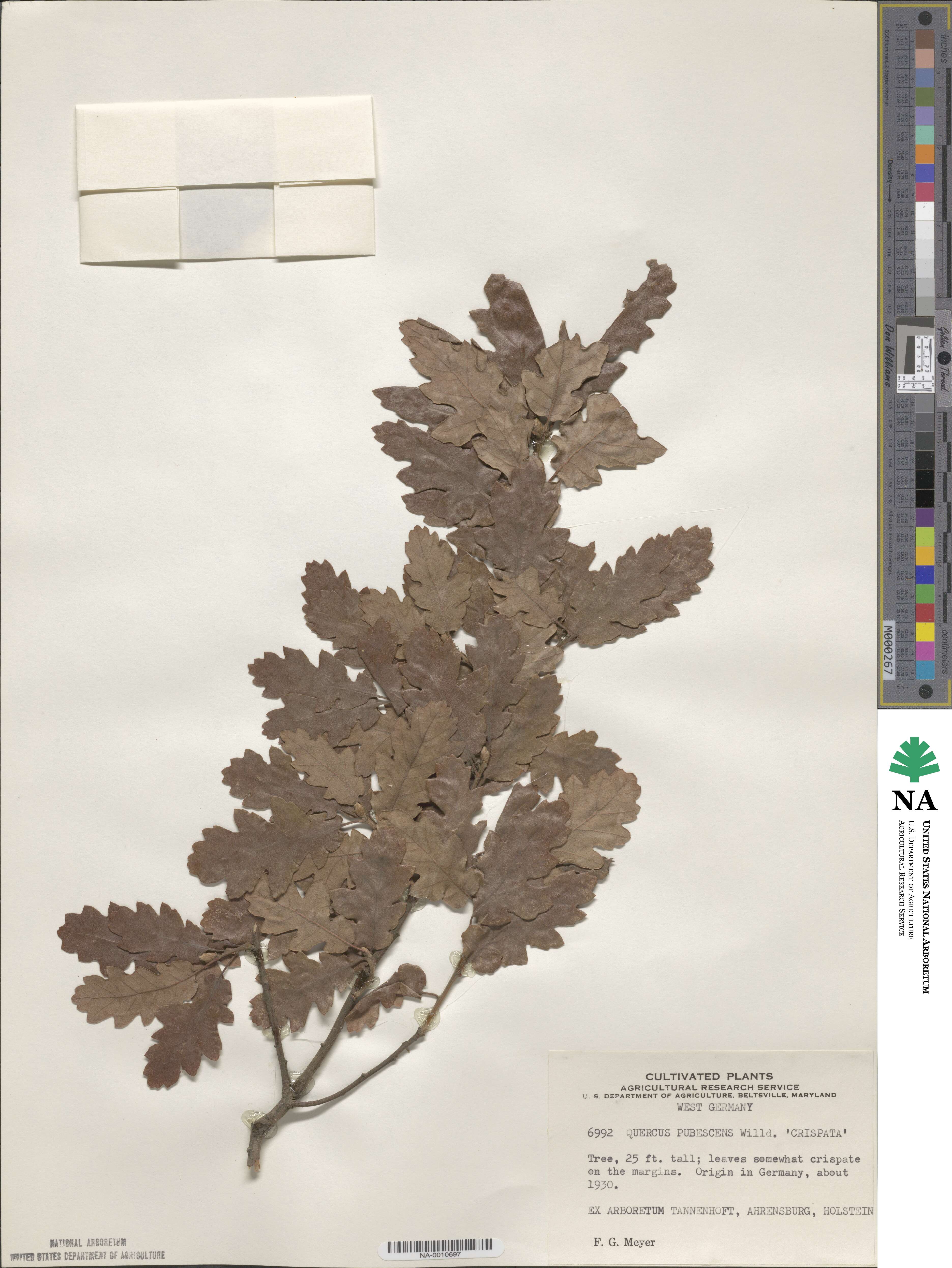 Quercus pubescens subsp. crispata image