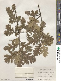 Quercus pubescens subsp. crispata image