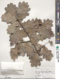 Quercus robur image