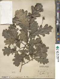 Quercus robur image