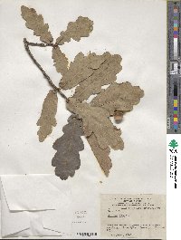 Quercus robur image