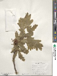 Quercus robur image