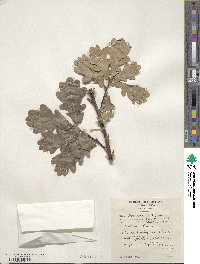 Quercus robur image