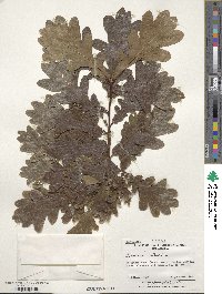 Quercus robur image