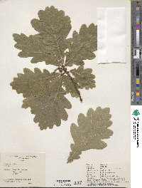 Quercus robur image