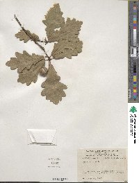 Quercus robur image