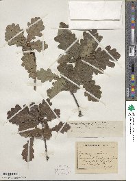 Quercus robur image