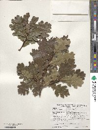 Quercus robur image