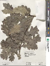 Quercus robur image