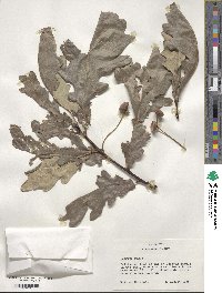 Quercus robur image