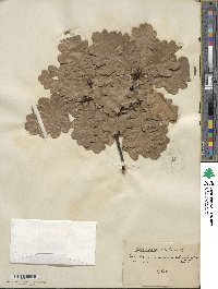 Quercus robur image