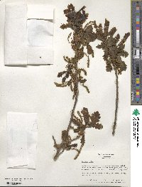 Quercus robur image