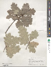 Quercus robur image