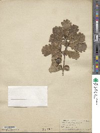 Quercus robur image