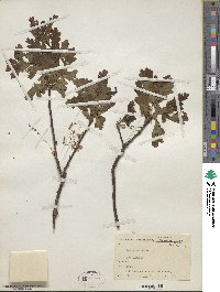 Quercus robur image