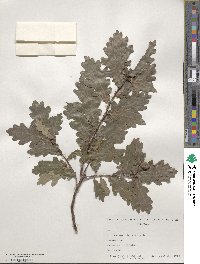 Quercus robur image