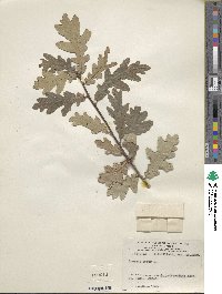 Quercus robur image