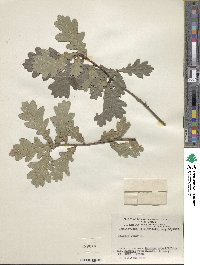 Quercus robur image