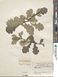 Quercus robur image