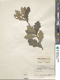 Quercus robur image