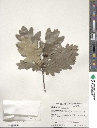 Quercus robur image