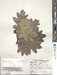 Quercus robur image