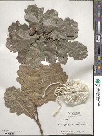 Quercus robur image