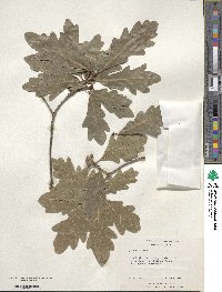 Quercus robur image