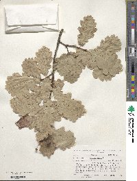 Quercus robur image