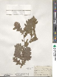 Quercus robur image