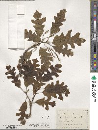 Quercus robur image