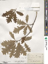 Quercus robur image