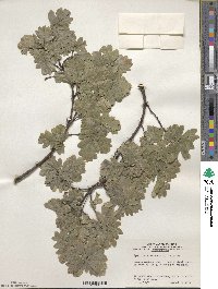 Quercus robur image