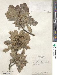 Quercus robur image