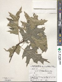 Quercus rubra image