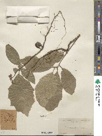 Quercus rubra image