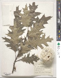 Quercus rubra image