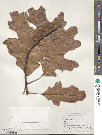 Quercus rubra image