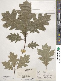 Quercus rubra image