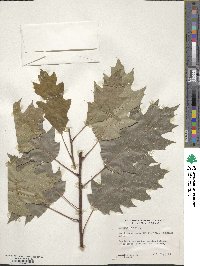 Quercus rubra image