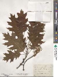 Quercus rubra image