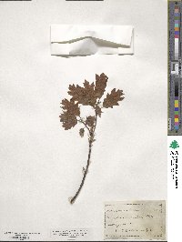 Quercus rubra image