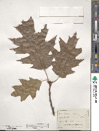 Quercus rubra image
