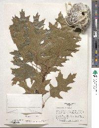 Quercus rubra image
