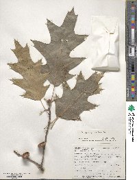 Quercus rubra image