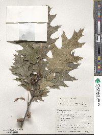 Quercus rubra image