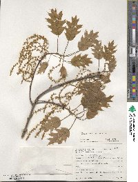 Quercus rubra image